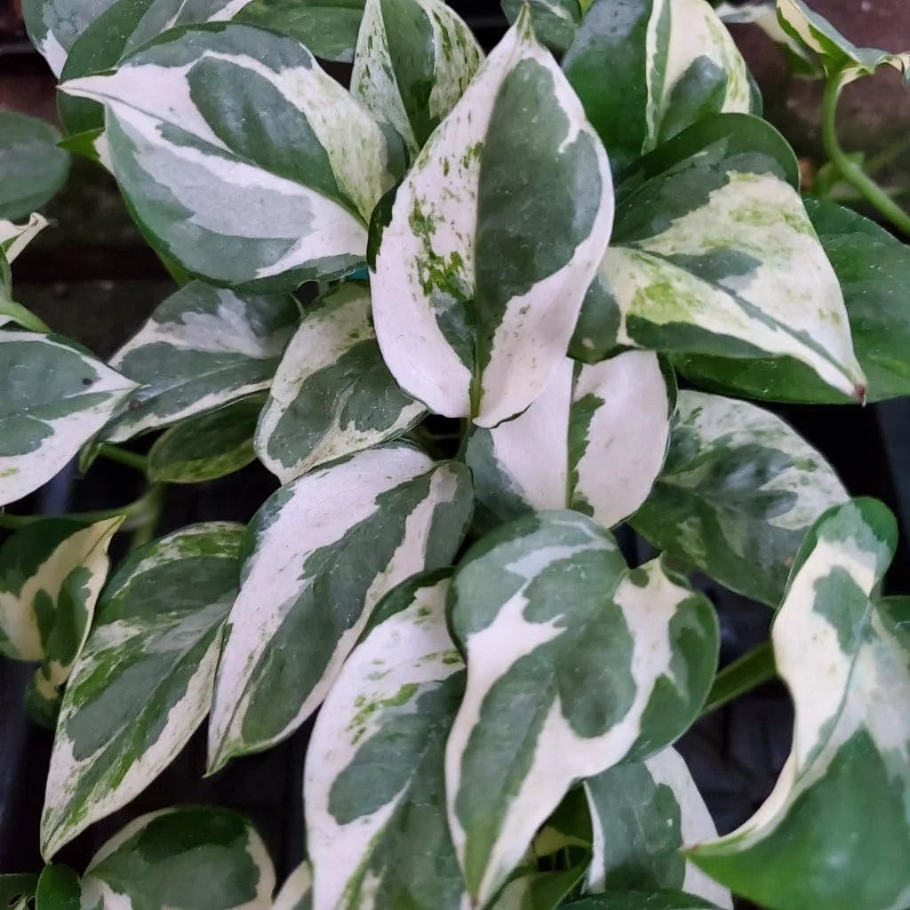 Live Plant in a 4 Inch Pot W3865