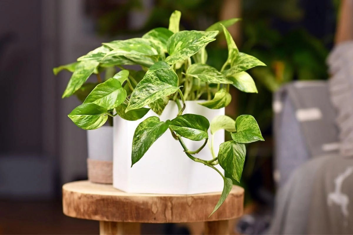 Live Plant in a 4 Inch Pot W3865