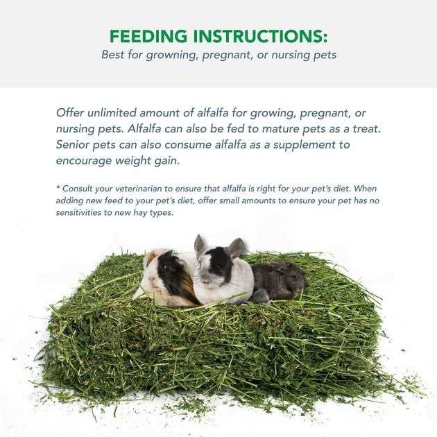 Alfalfa Hay for Rabbits & Small Pets W775952