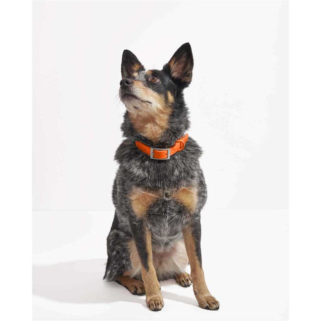 Dog Collar I78176