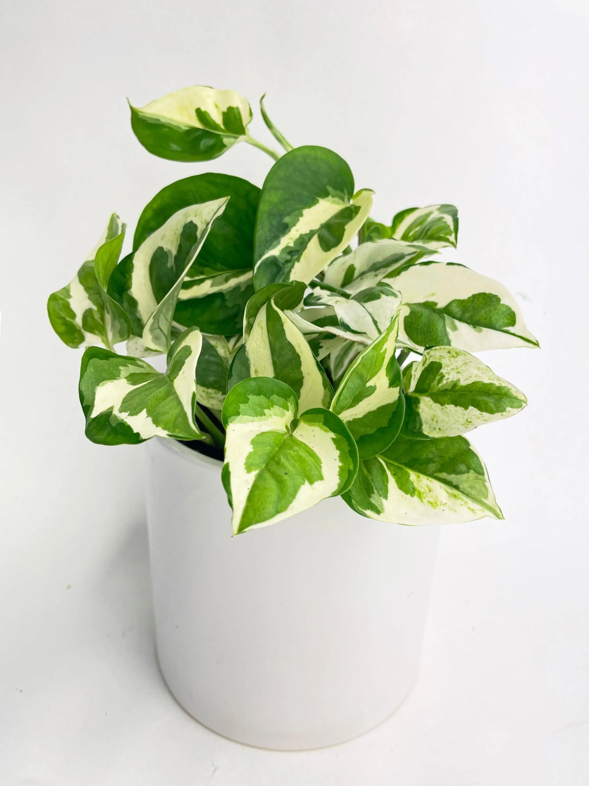 Live Plant in a 4 Inch Pot W3865