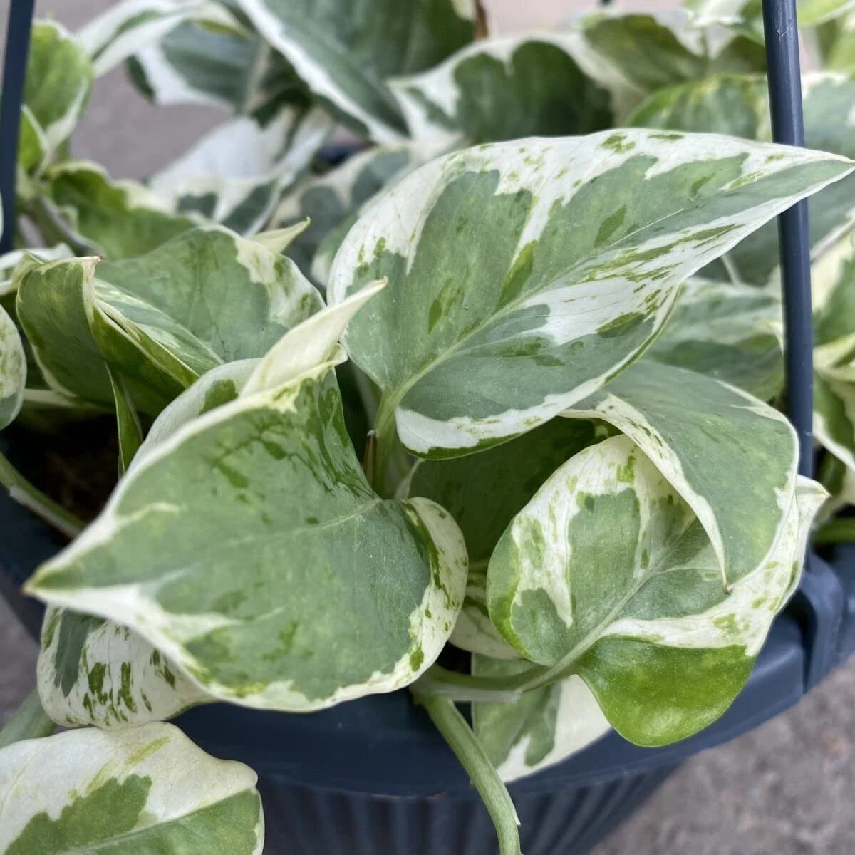 Live Plant in a 4 Inch Pot W3865