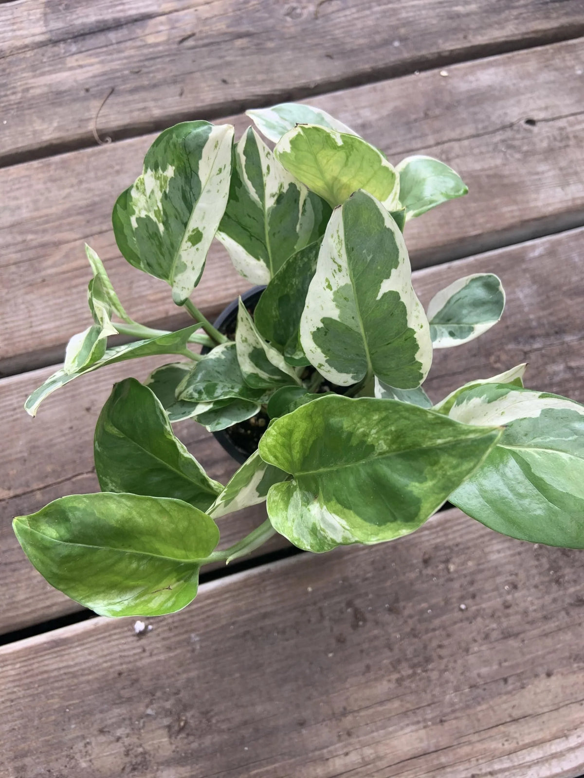 Live Plant in a 4 Inch Pot W3865