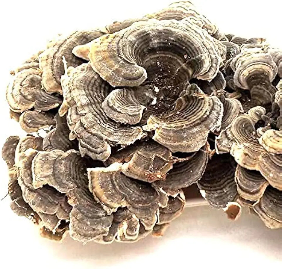 Dried Turkey Tail Mushroom 1000g W40862